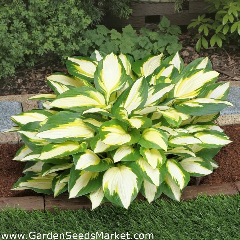 Color Festival hosta, plantain lilja - kolmiväriset lehdet - iso paketti! -  10 kpl - – Garden Seeds Market | Ilmainen toimitus