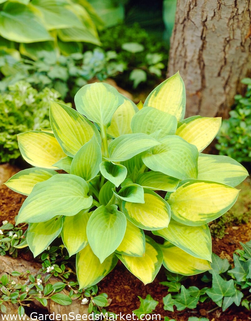 Hosta Paul's Glory, lys plantain gros paquet! 10 pièces Garden