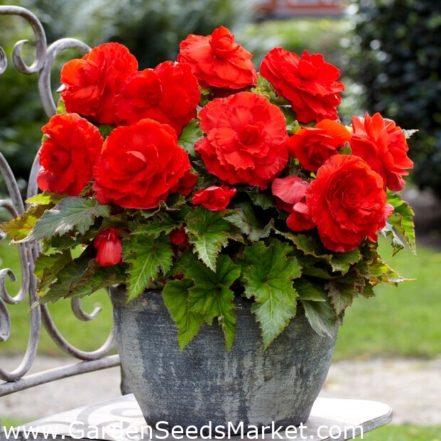 Superba Begônia vermelha de flores grandes - flores vermelhas - pacote  grande! - 20 peças - – Garden Seeds Market | Frete grátis