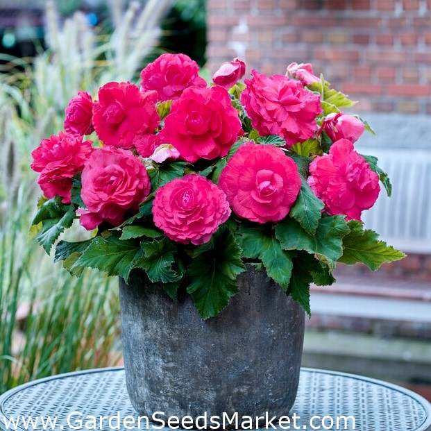 Superba Rose begonia de flor grande - flor rosa - paquete grande! - 20  piezas - – Garden Seeds Market | Envío gratis