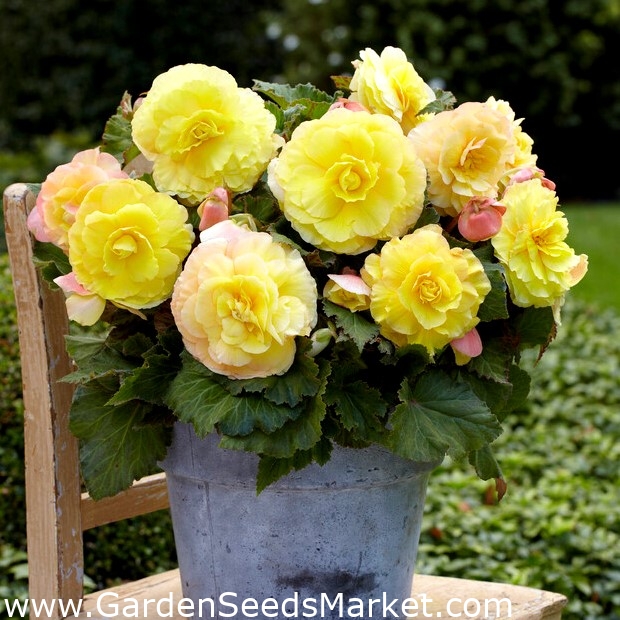 Superba Begônia amarela de flores grandes - flores amarelas - pacote  grande! - 20 peças - – Garden Seeds Market | Frete grátis