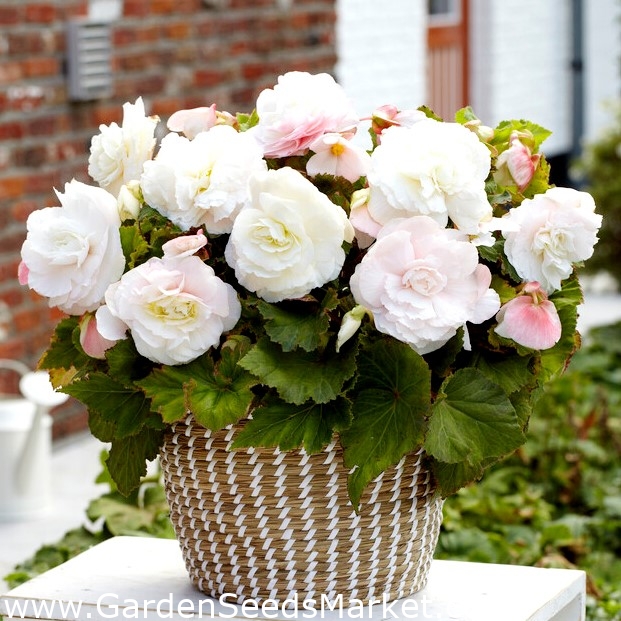 Superba begonia de flores grandes Blanco - 2 piezas - – Garden Seeds Market  | Envío gratis
