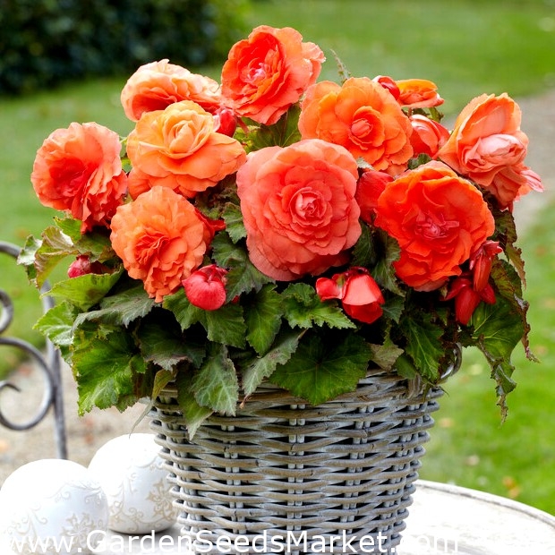 Superba Begonia naranja de flor grande - flor naranja - ¡paquete - piezas - – Garden Market | Envío gratis