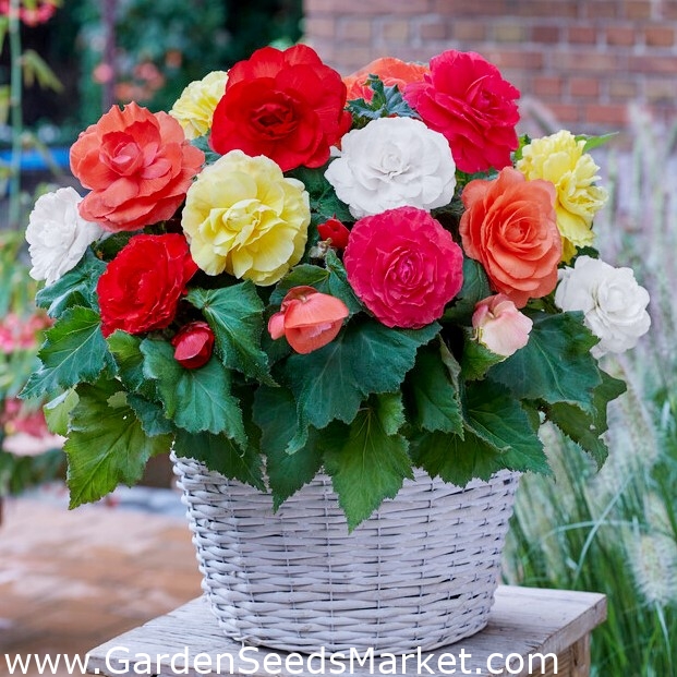 Superba begonia de flores grandes - mezcla de colores - ¡paquete grande! -  20 piezas - – Garden Seeds Market | Envío gratis