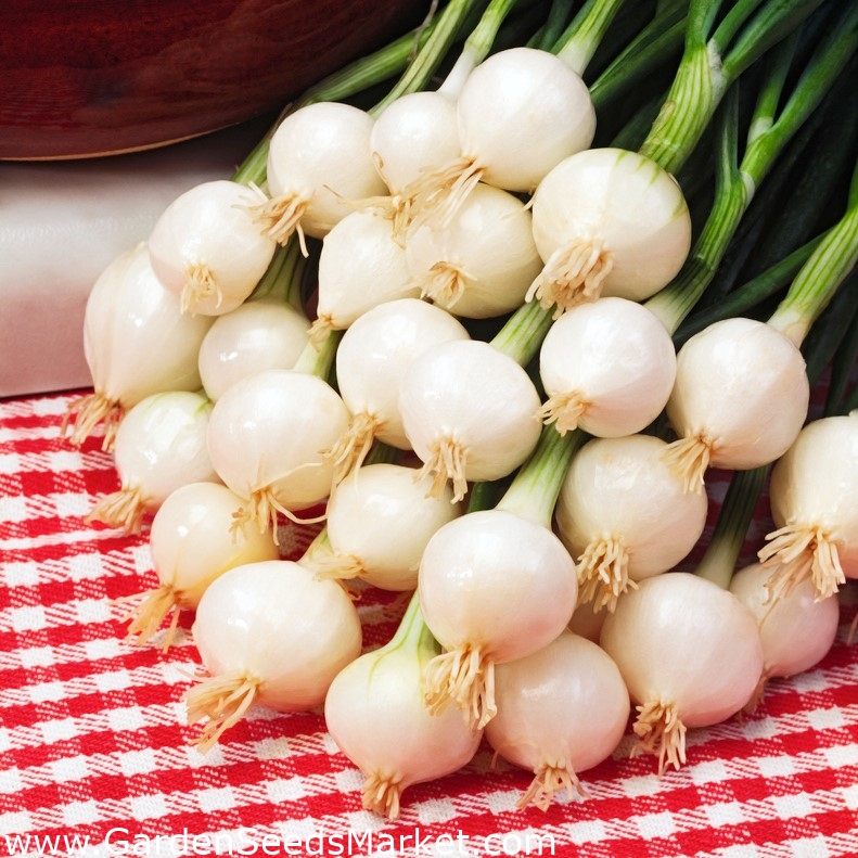Pompei BIO hagyma- fehér, nyári-őszi fajta, metélőhagymához - minősített bio  vetőmag - – Garden Seeds Market | Ingyenes szállítás