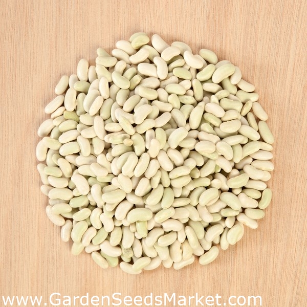 Cannellino fižol - pritlikava italijanska sorta za semena - – Garden Seeds  Market | Brezplačna dostava