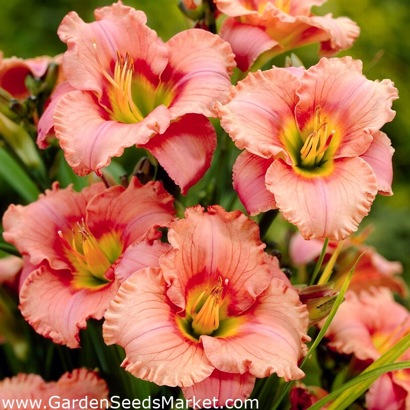 Elegant Candy daylily Garden Seeds Market Free shipping