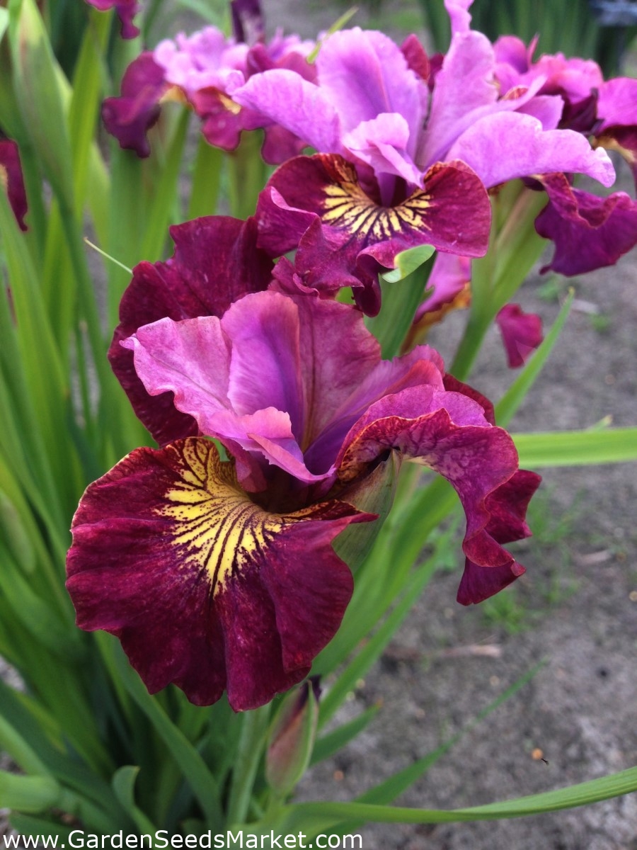 Miss Apple Siberian iris; Siberian flag - large package! - 10 pcs ...