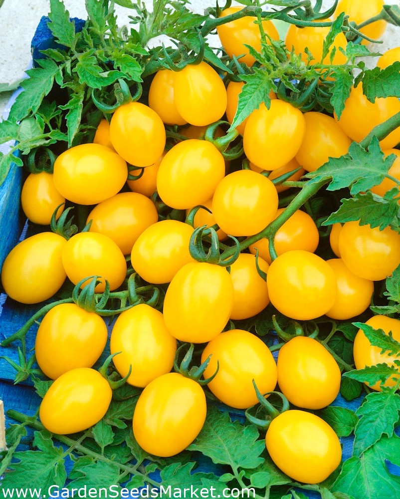 الطماطم "Cytrynek groniasty" - فاكهة صغيرة صفراء ، ما يصل إلى 75 في مجموعة  واحدة! - Lycopersicon esculentum Mill - ابذرة – Garden Seeds Market | الشحن  مجانا