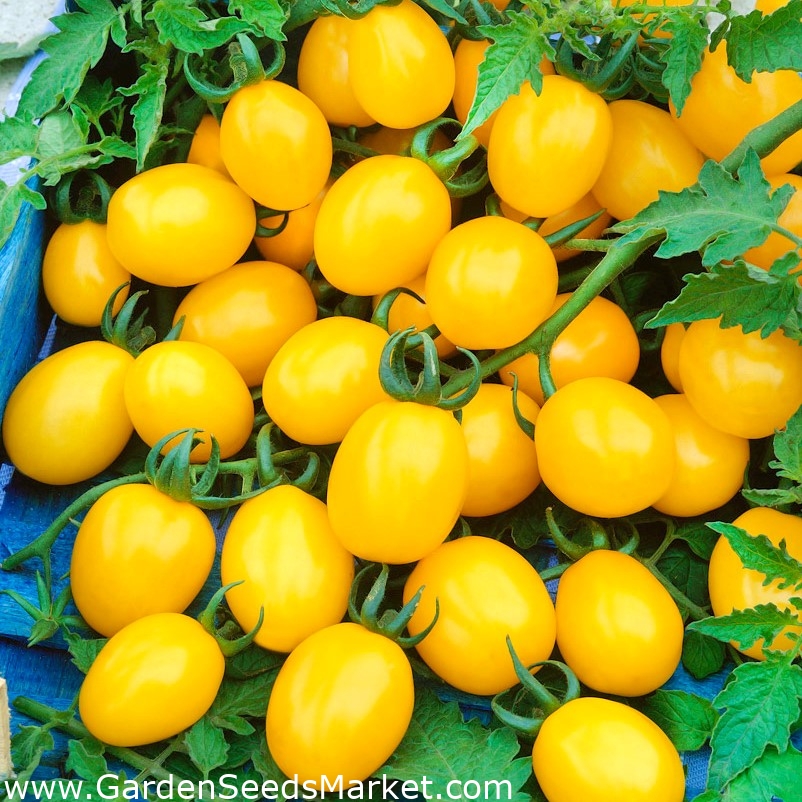 Domates "Citrus Grape" - küçük, sarı meyveler, bir avuç 75 kadar -  Lycopersicon esculentum Mill - tohumlar – Garden Seeds Market | Ücretsiz  kargo