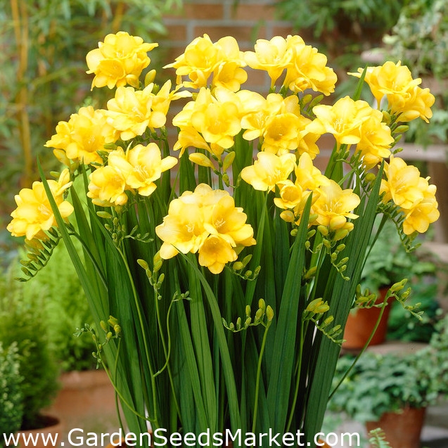 Frésia amarela de flor única - pacote XL! - 500 peças - – Garden Seeds  Market | Frete grátis
