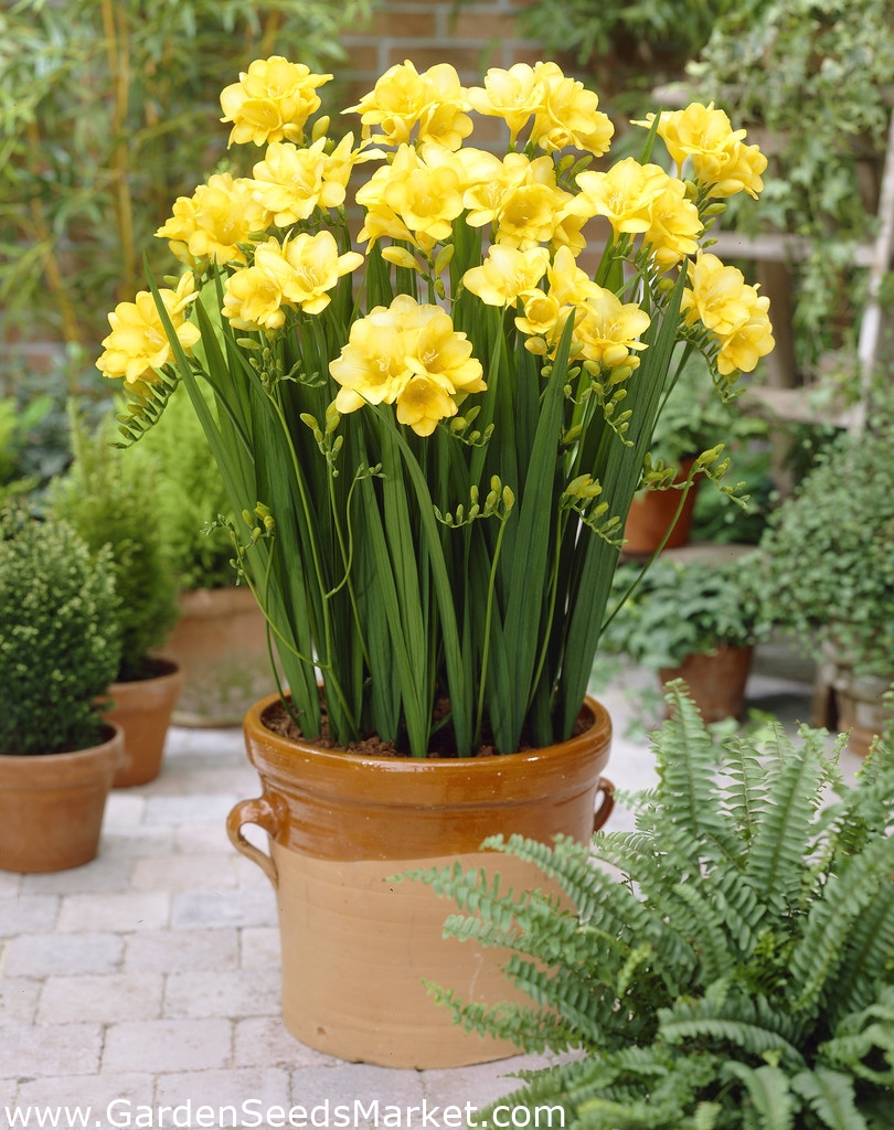 Frésia amarela de flor única - pacote XL! - 500 peças - – Garden Seeds  Market | Frete grátis