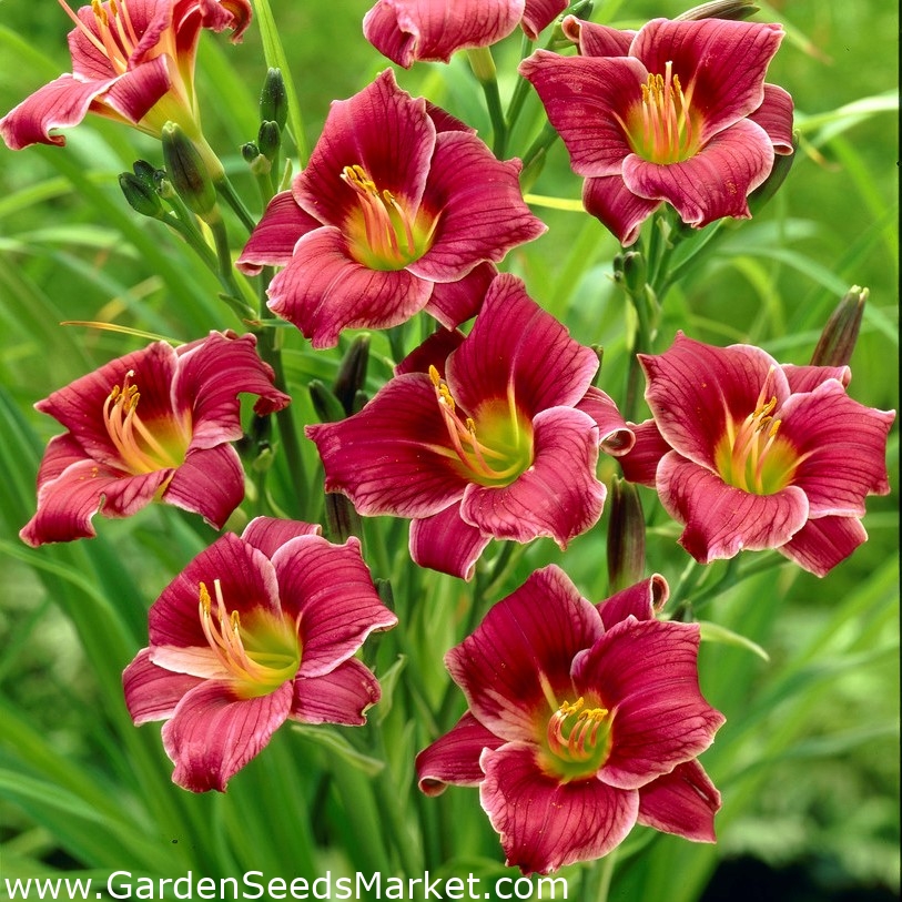 Little Missy daylily XL package! 50 pcs Garden Seeds Market