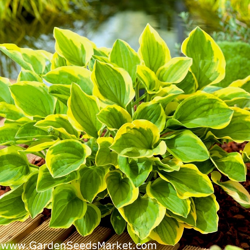 Golden Tiara hosta, lirio de plátano ¡paquete grande! 10 piezas