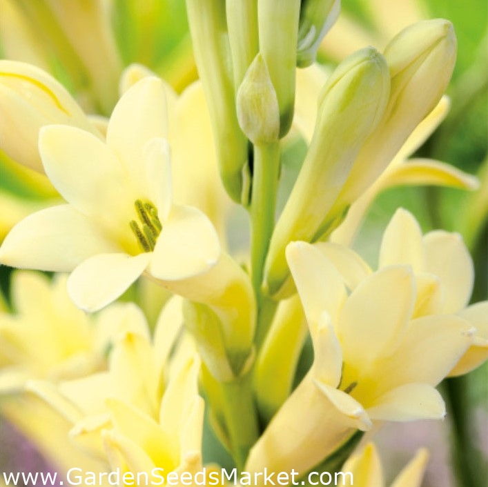 Super Gold/Strong Gold tuberose Polianthes - flores fragantes de color  amarillo dorado - ¡paquete grande! - 10 piezas - – Garden Seeds Market |  Envío gratis