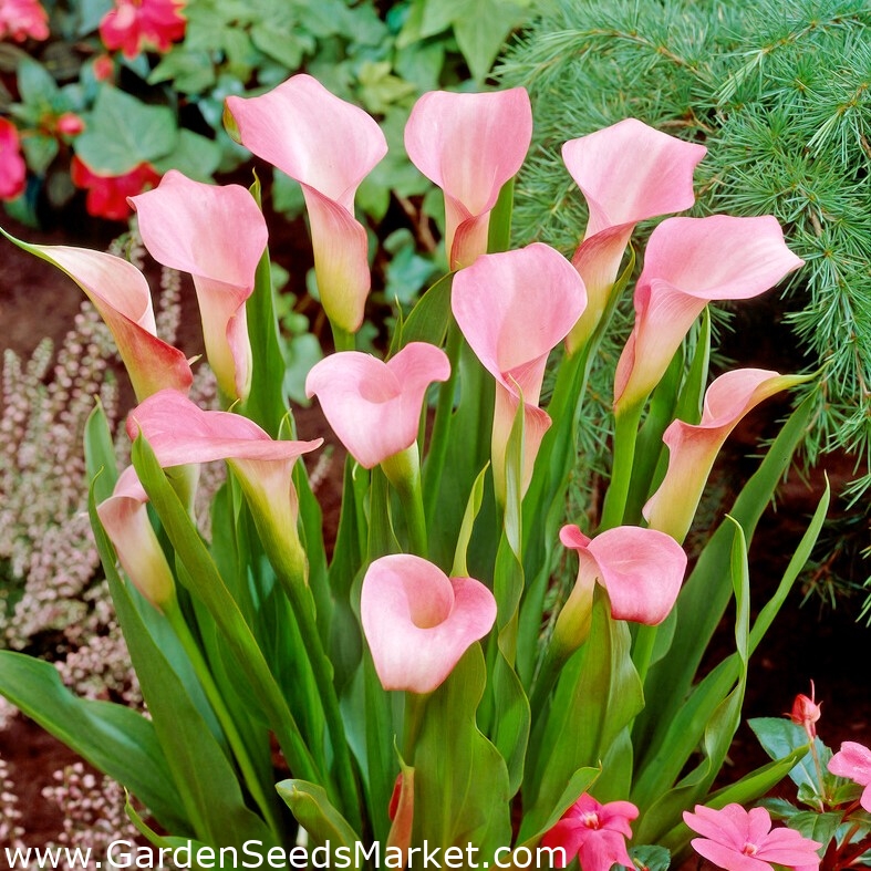 Ružičasti arum ljiljan; ružičasta kala, crvena kala - veliko pakiranje! -  10 kom - – Garden Seeds Market | Besplatna dostava
