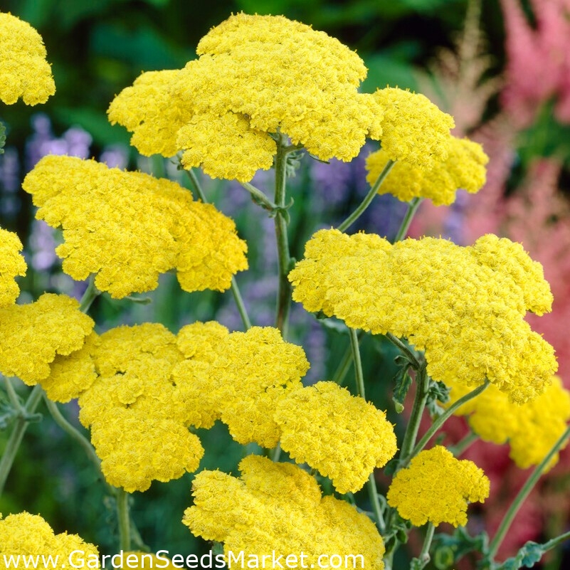 Moonshine almindelig røllike - gule blomster - – Garden Seeds Market |  Gratis fragt