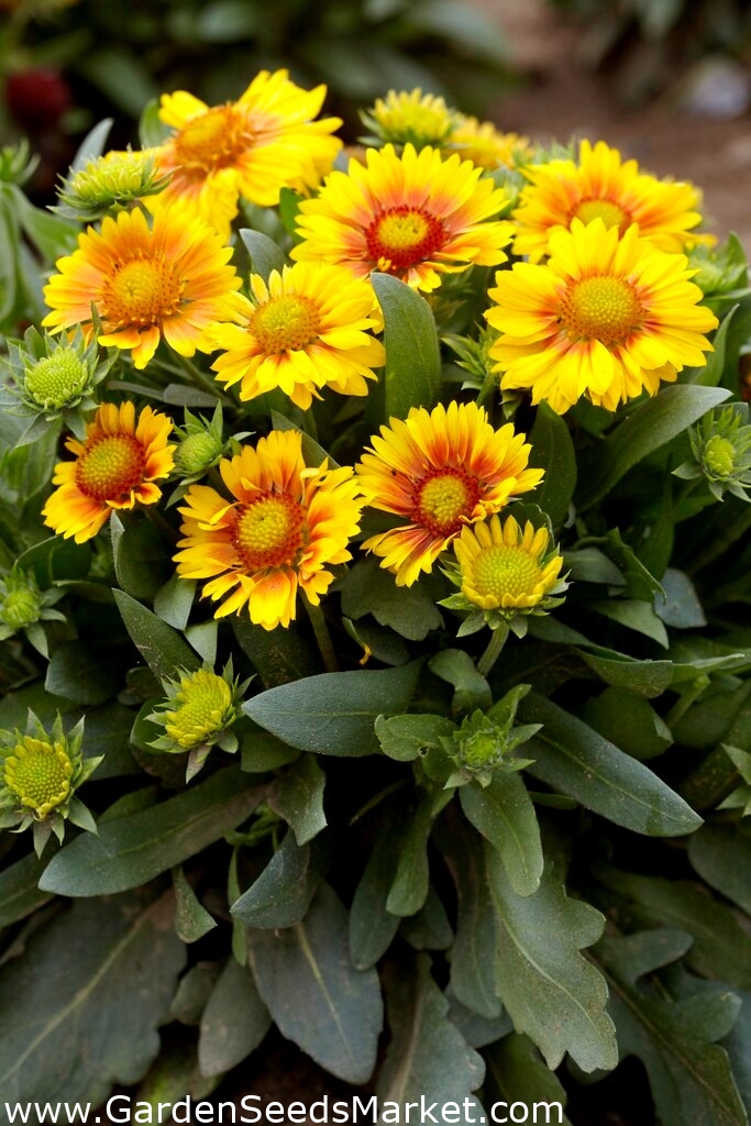 Arizona Apricot blanket flower seedlings large package! 10 pcs Garden Seeds Market