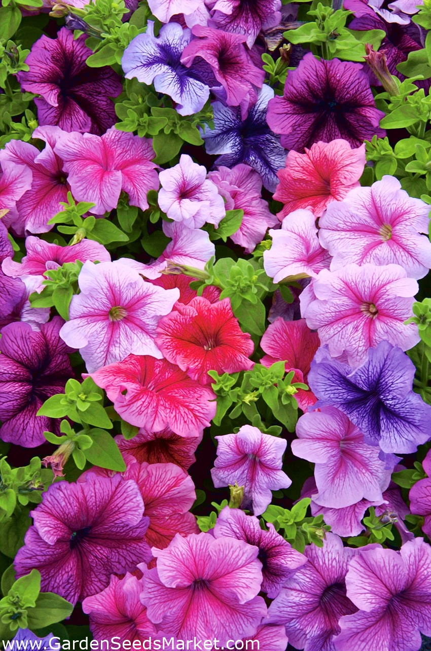 800 seeds Petunia x hybrida Petunia Balcony Mix 800 seeds Petunia x hybrida Petunia Balcony Mix