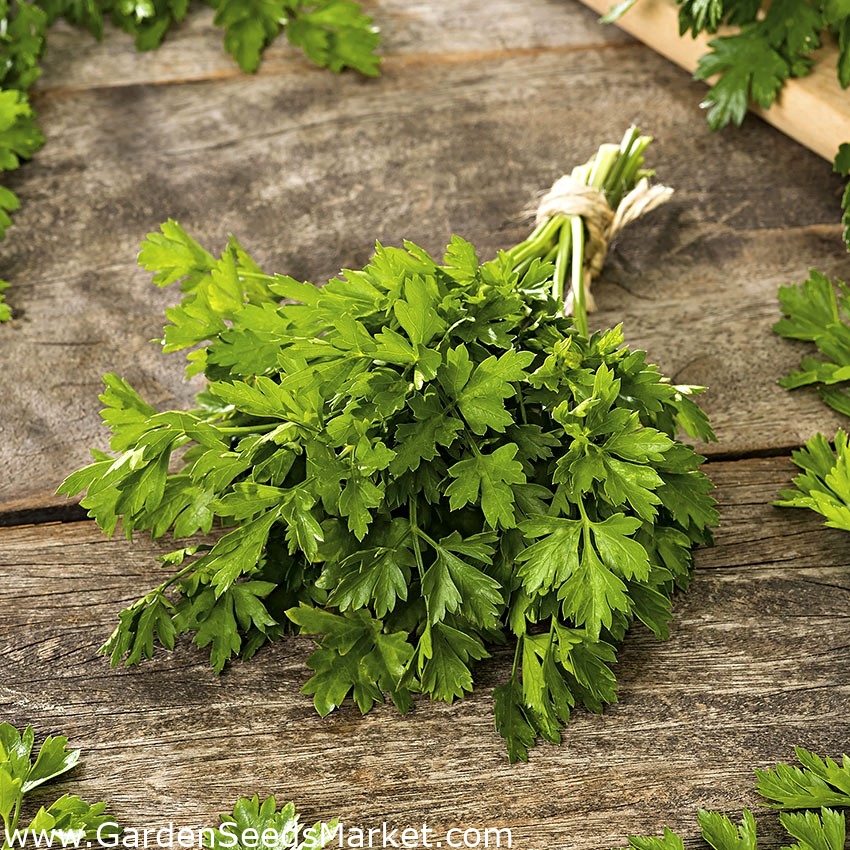 Parsley and leek seeds selection of 4 varieties Garden Seeds Market