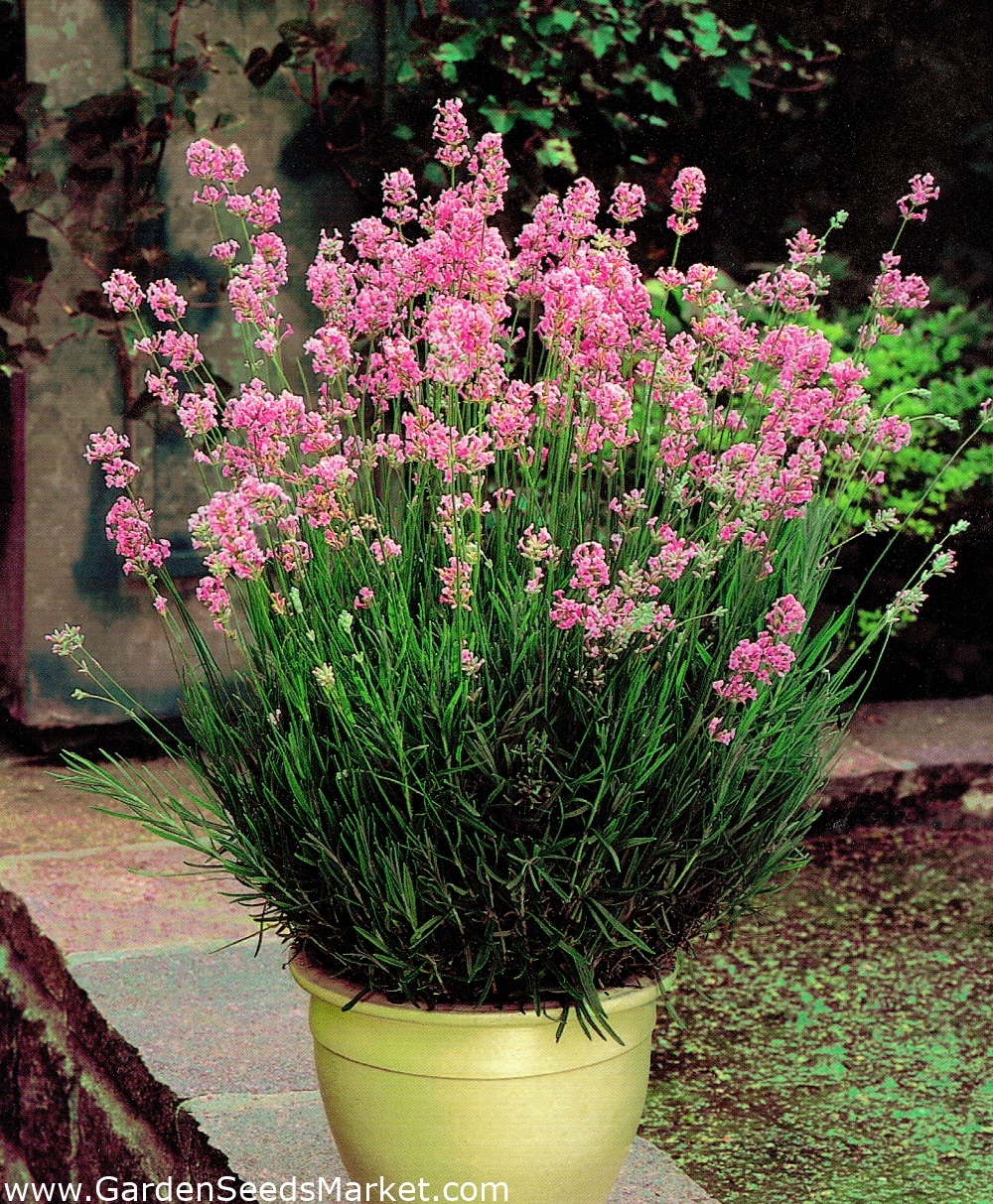 Pink lavender - 1 pc - Lavandula angustifolia – Garden Seeds Market ...