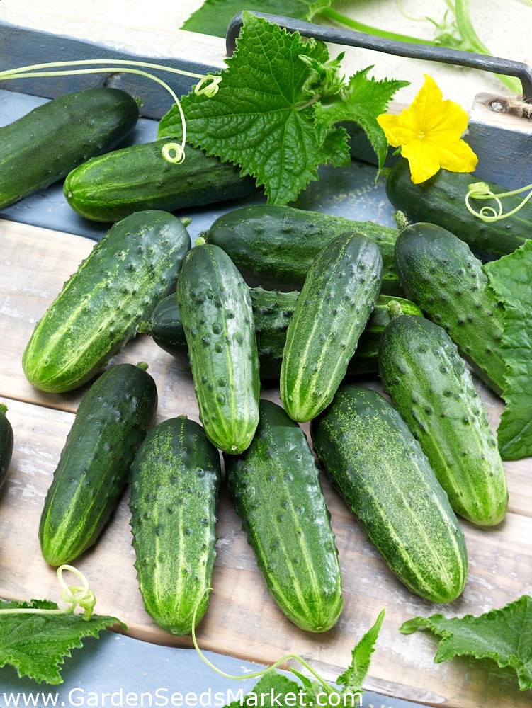 Agurk - Sremski F1 - Cucumis sativus – Garden Seeds Market | Gratis frakt