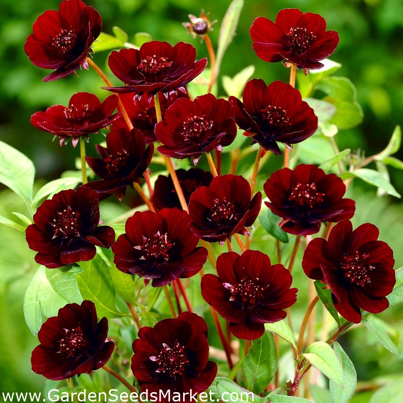 Chocolate cosmos Cosmos atrosanguineus large package! 10 pcs