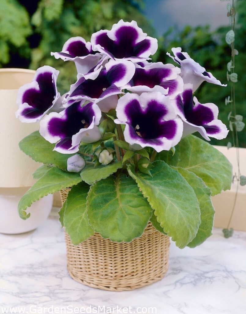 Kaiser Wilhelm gloxinia branco-púrpura (Sinningia speciosa) - pacote  grande! - 10 PCS - – Garden Seeds Market | Frete grátis