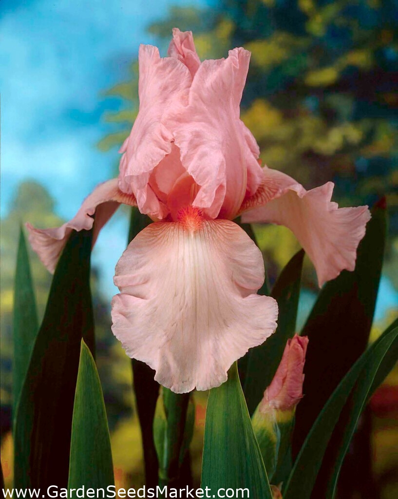 Giaggiolo paonazzo - rosa - Iris germanica – Garden Seeds Market |  Spedizione gratuita