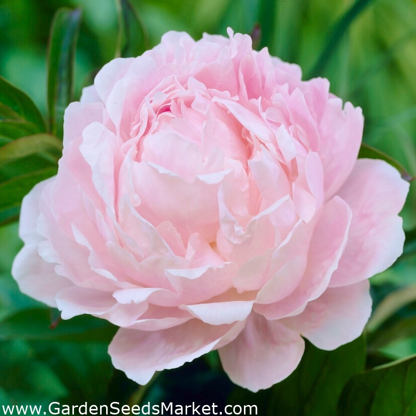 Svetlo roza potonika - sadika - – Garden Seeds Market | Brezplačna dostava
