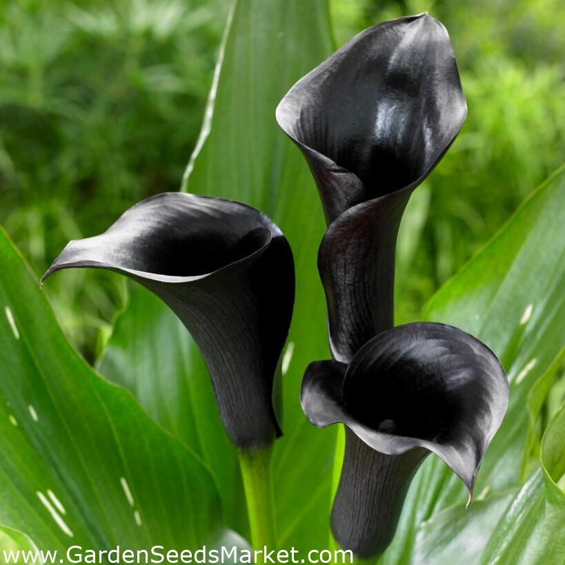 Čierna kala (Zantedeschia) - – Garden Seeds Market | Doprava zdarma