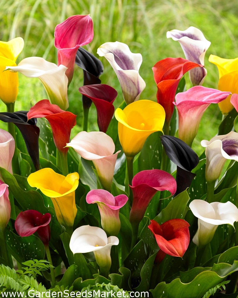 Calla lily fargevalg - stor pakke! - 10 stk - – Garden Seeds Market |  Gratis frakt