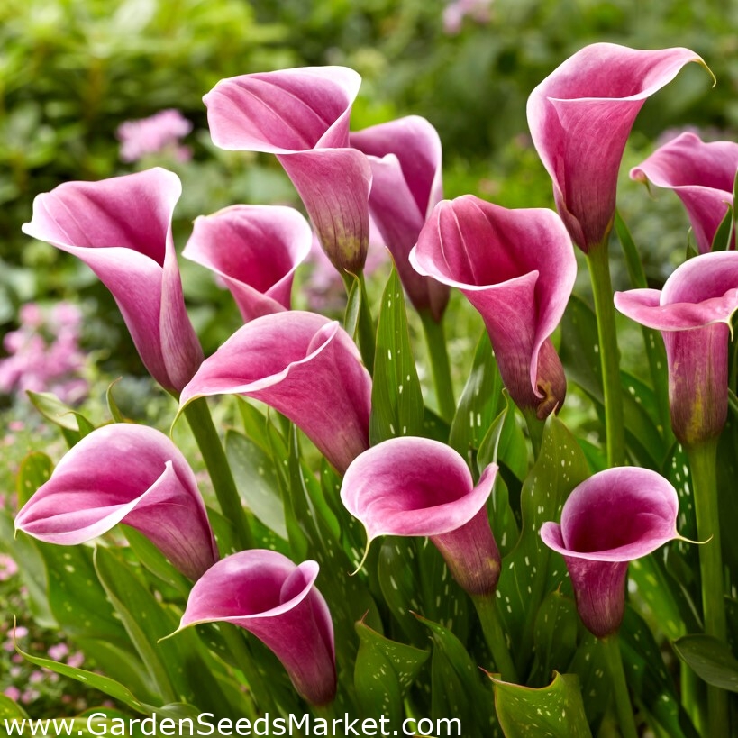 Sannah calla lilje (Zantedeschia) - – Garden Seeds Market | Gratis fragt
