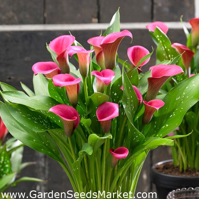 Zazu calla lily (Zantedeschia) large package! 10 pcs Garden Seeds