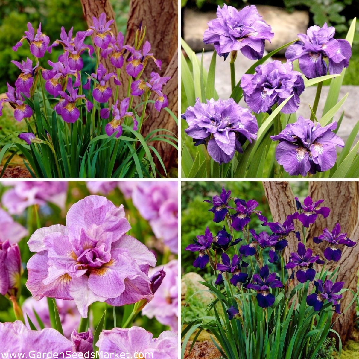 Siberian iris a selection of 4 most intriguing varieties Garden