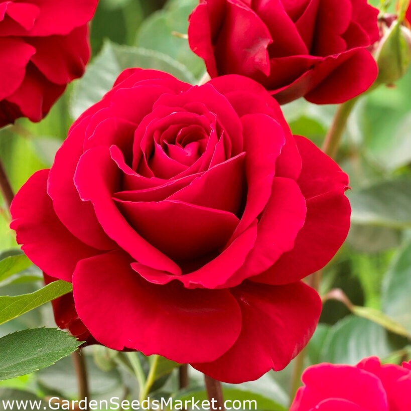 Punainen multiflora ruusu (Polyantha) THORNLESS - taimi - – Garden Seeds  Market | Ilmainen toimitus