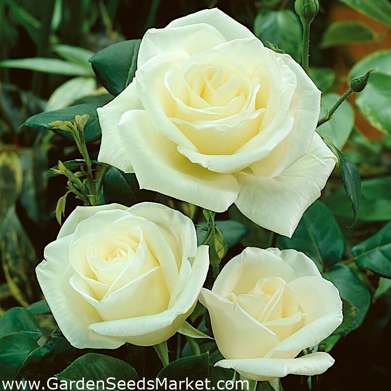 Rosa de flor grande "Virgo" (Grandiflora) plántula Garden Seeds