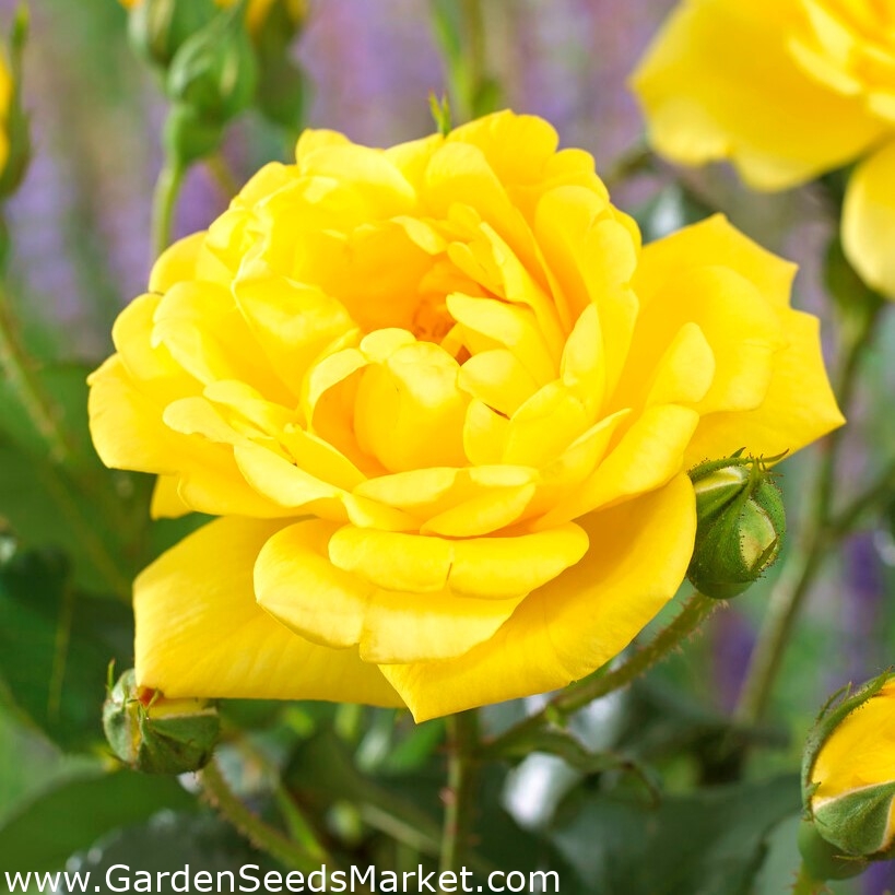 Allgold" multiflora růže (Polyantha) - sazenice - – Garden Seeds Market |  Doprava zdarma