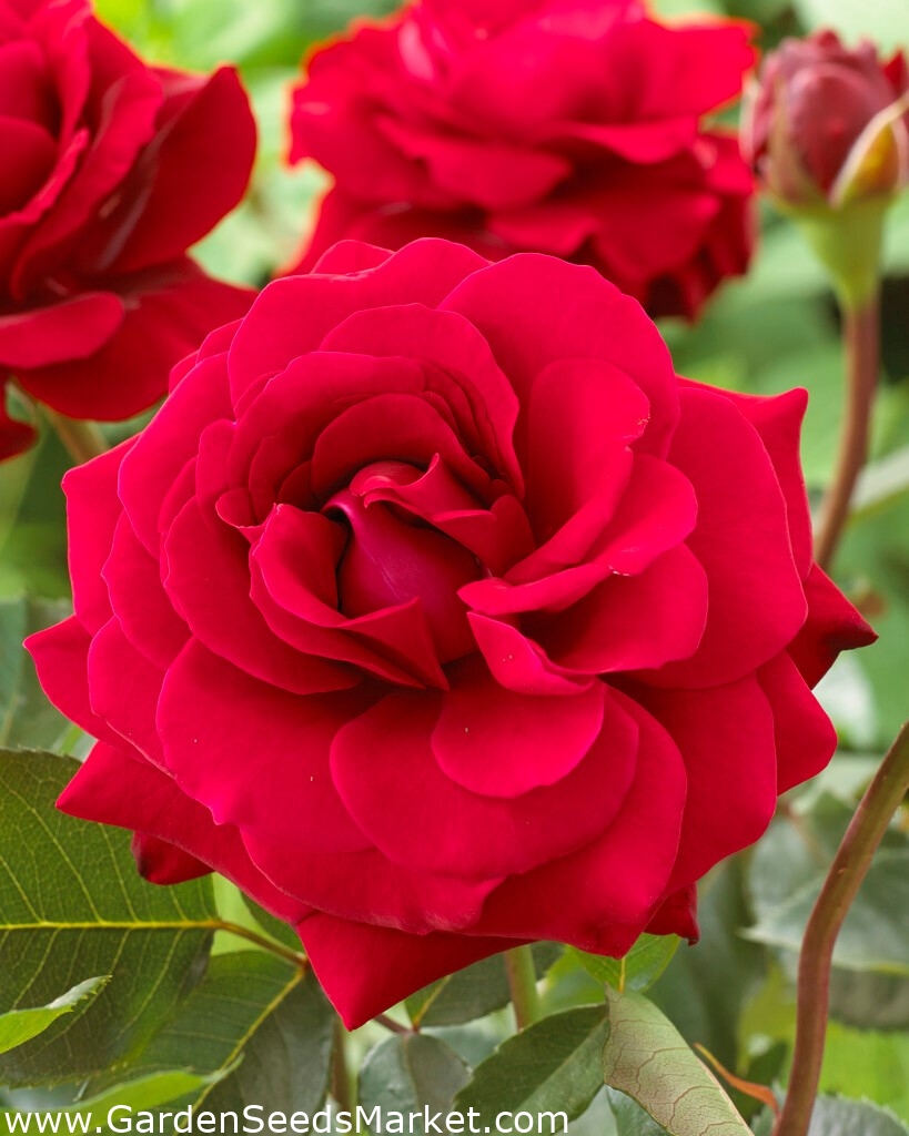 Многоцветна роза "Концерто" (Polyantha) - разсад - – Garden Seeds ...