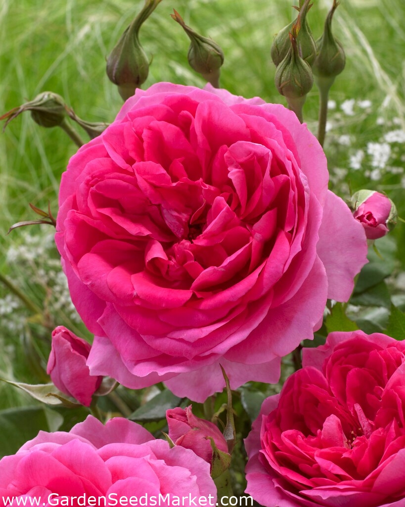 Ruža penjačica "Pink Cloud" - sadnica - – Garden Seeds Market | Besplatna  dostava