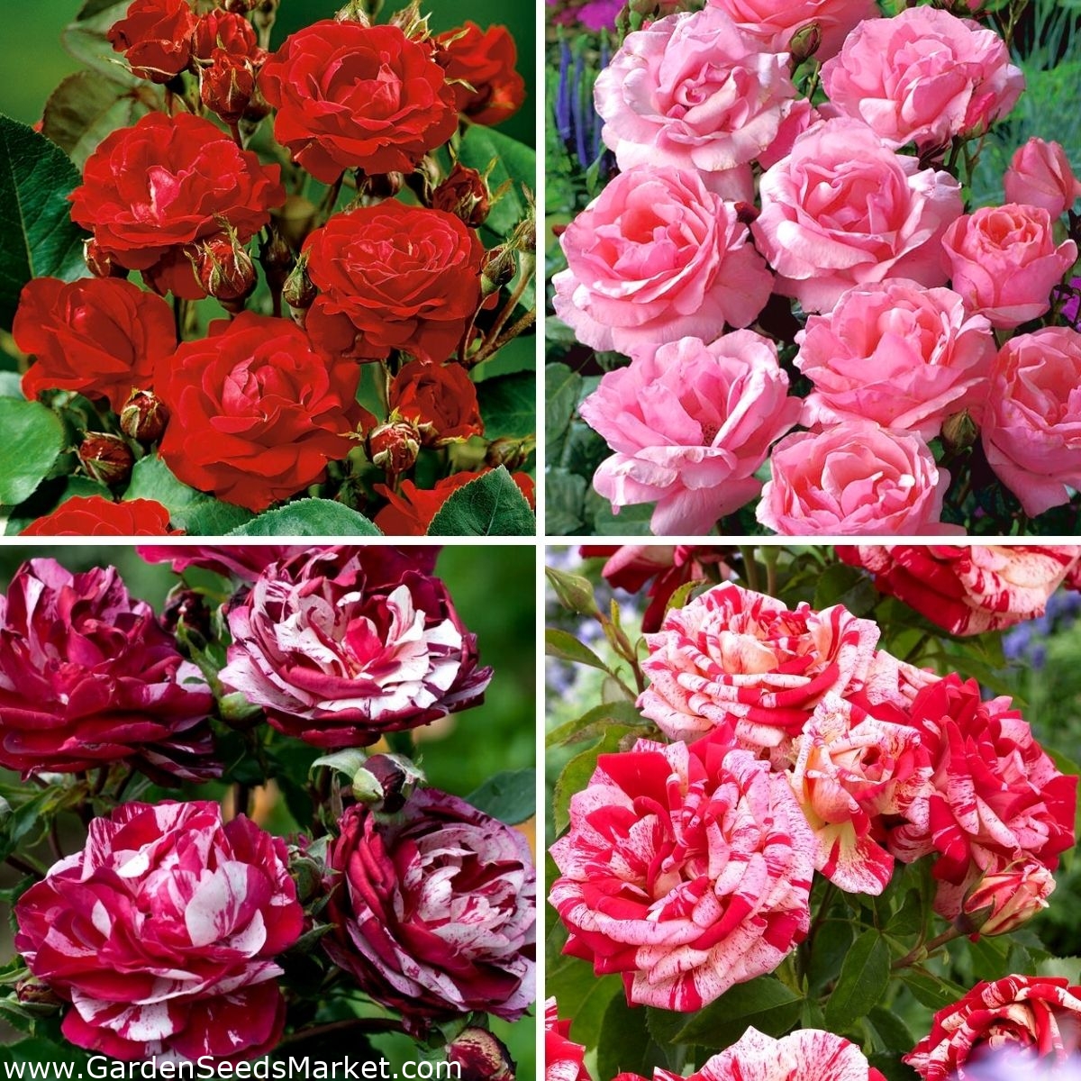 Мултифлора роза (Polyantha) - сортове с червени и розови цветове - четири  разсада - – Garden Seeds Market | Безплатна доставка
