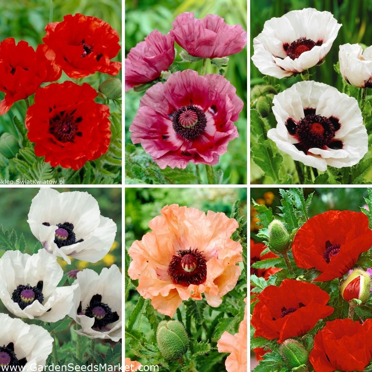 Răsaduri de mac - selecție de 6 soiuri de plante cu flori – Garden Seeds  Market | Transport gratuit