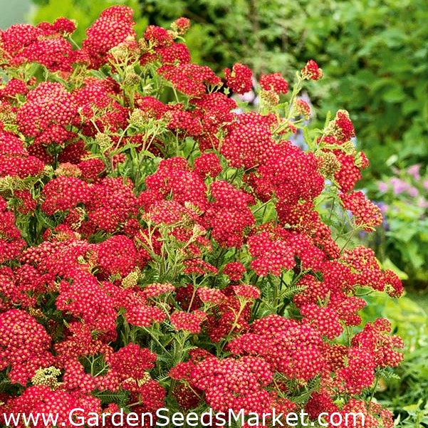 Common yarrow Paprika red XL pack 50 pcs Garden Seeds Market