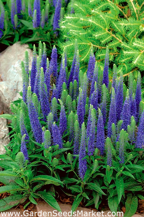 Veronica, Speedwell Blue XL pack 50 pcs Garden Seeds Market