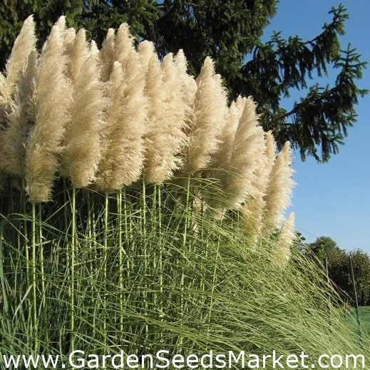 Hvitt pampasgress - frøplante - stor pakke! - 10 stk - – Garden Seeds  Market | Gratis frakt