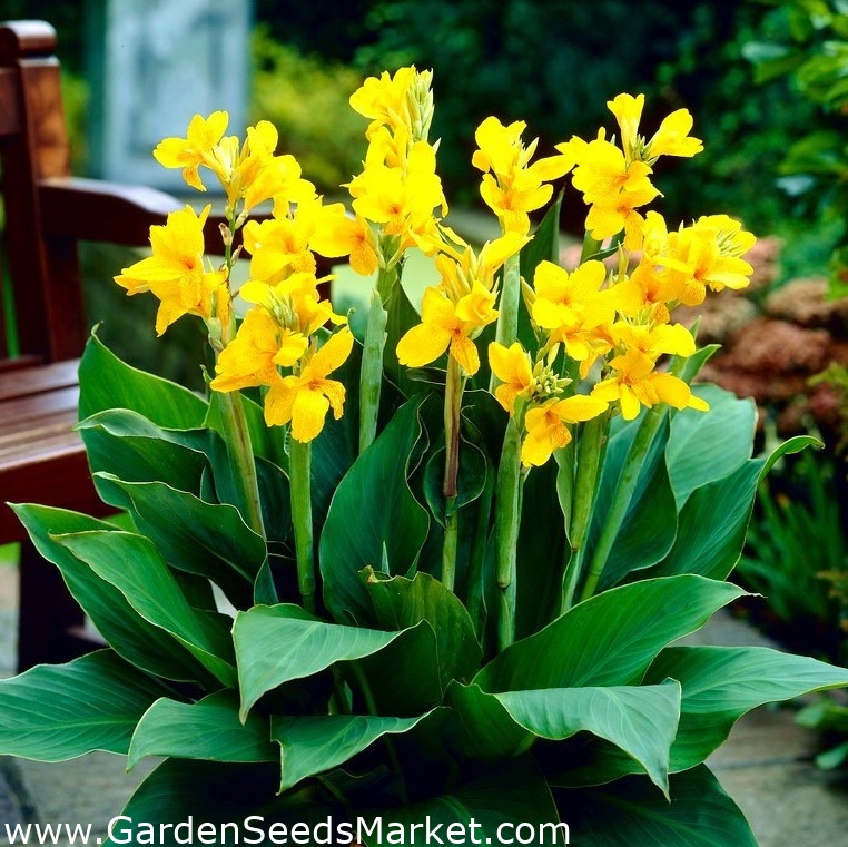 Canna lilje - Yara - XL pakke - 50 stk - – Garden Seeds Market | Gratis  frakt