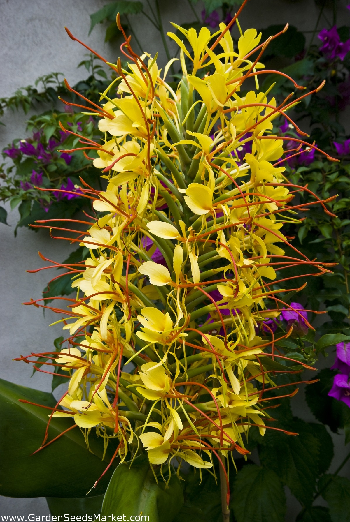 Hedychium Gardnerianum, Kahili Ginger, Kahila Garlandlily, Ginger Lily