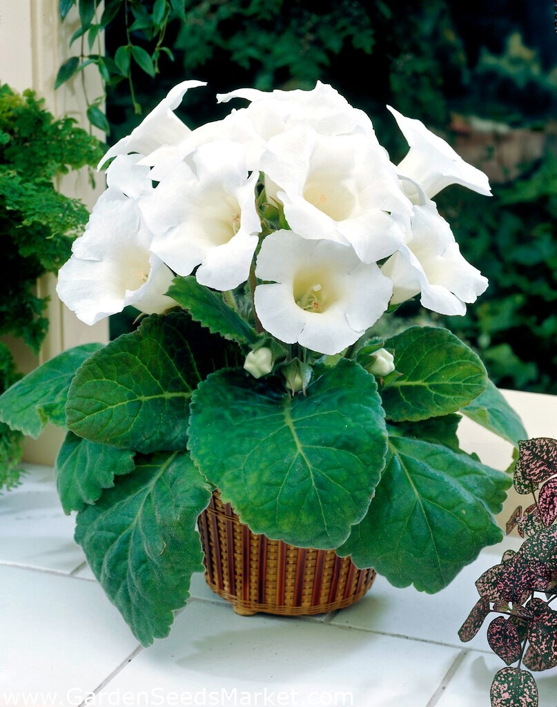Gloxinia brasileira de flor branca Mont Blanc - pacote grande! - 10 PCS - –  Garden Seeds Market | Frete grátis