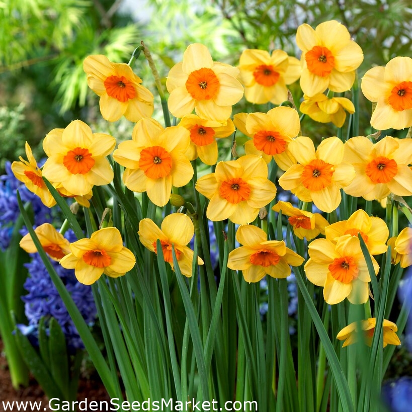 Kedron daffodil 5 pcs Garden Seeds Market Free shipping