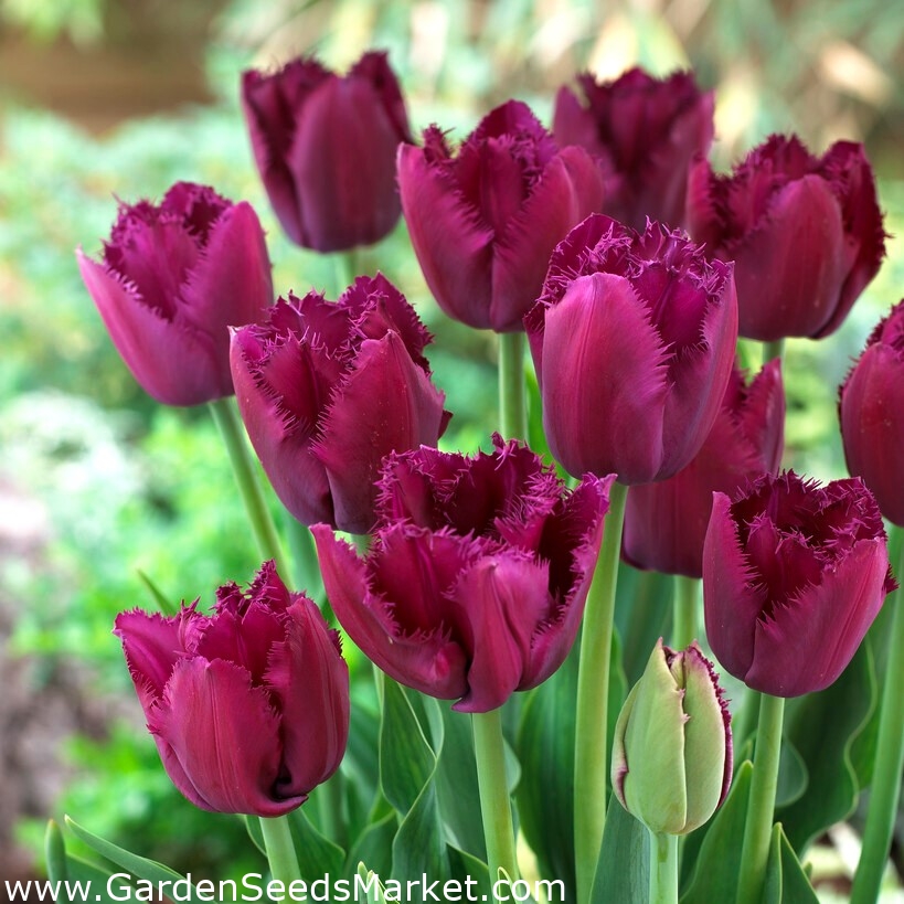 Kučeravý tulipán Sue - XXXL balenie 250 ks - – Garden Seeds Market ...